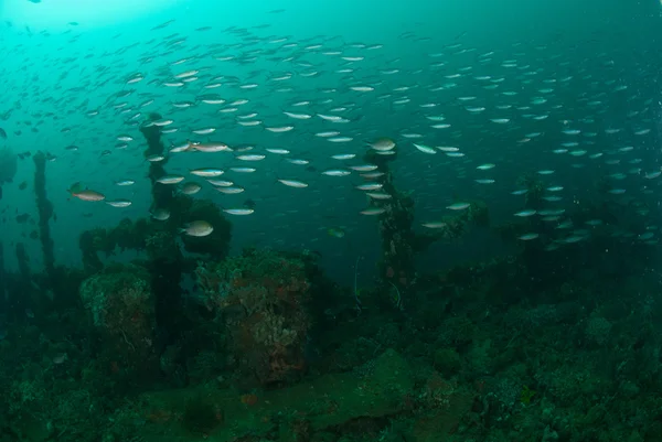 Boat wreck, schooling fishes in Ambon, Maluku, Indonesia underwater photo — Stock Photo, Image