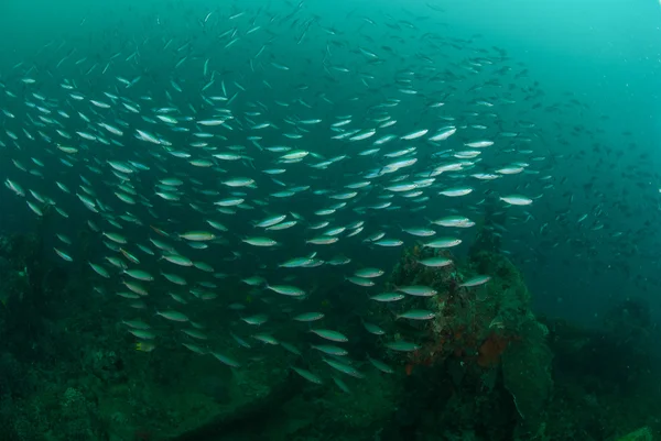 Naufragio, la escolarización de los peces en Ambon, Maluku, Indonesia foto submarina —  Fotos de Stock