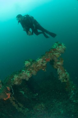 Dalgıç, tekne kazasında Ambon, Maluku, Endonezya sualtı fotoğraf