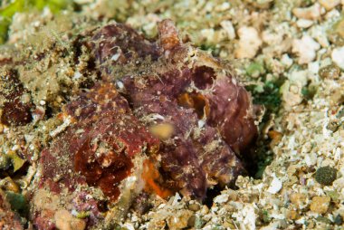 Ambon, Maluku, Endonezya sualtı fotoğraf içinde kırmızı ahtapot