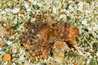 Ambon, Maluku, Endonezya sualtı fotoğraf içinde kırmızı ahtapot