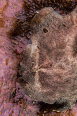 Ambon, Maluku, Endonezya sualtı fotoğraf içinde dev frogfish