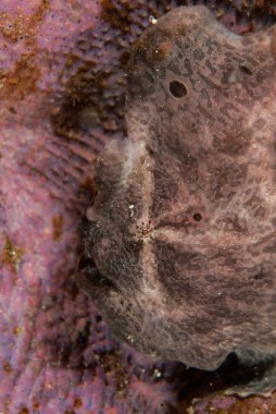 Ambon, Maluku, Endonezya sualtı fotoğraf içinde dev frogfish