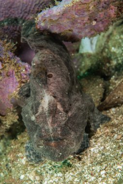 Ambon, Maluku, Endonezya sualtı fotoğraf içinde dev frogfish