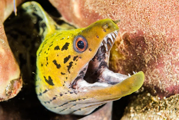 Fimbriated moray węgorzy w Ambon, Zdjęcie podwodne Maluku, Indonezja — Zdjęcie stockowe