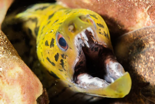 Fimbriated moray węgorzy w Ambon, Zdjęcie podwodne Maluku, Indonezja — Zdjęcie stockowe