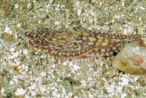 Nachahmung Oktopus in ambon, maluku, Indonesien Unterwasser-Foto — Stockfoto