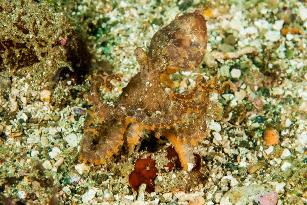 Red octopus in Ambon, Maluku, Indonesia underwater photo — Stock Photo, Image