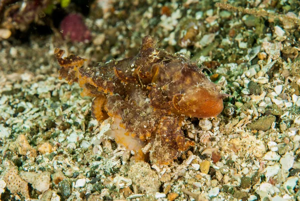 Rode octopus in Ambon, Maluku, Indonesia onderwater foto — Stockfoto