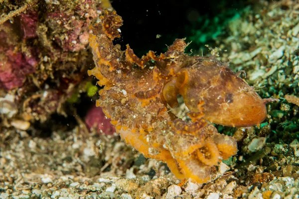 Roter Oktopus in ambon, maluku, indonesien unterwasserfoto — Stockfoto