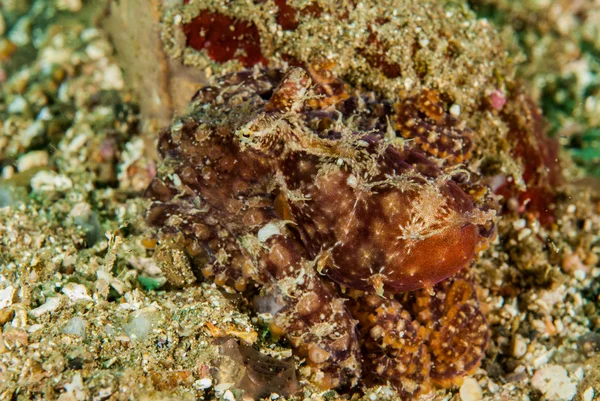 Polvo vermelho em Ambon, Maluku, Indonésia foto subaquática — Fotografia de Stock