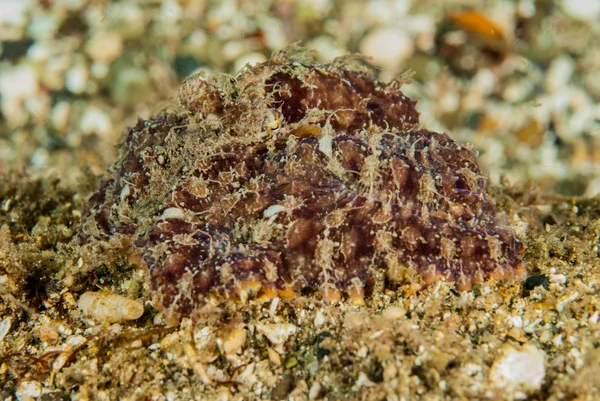 Pulpo rojo en Ambon, Maluku, Indonesia foto submarina — Foto de Stock