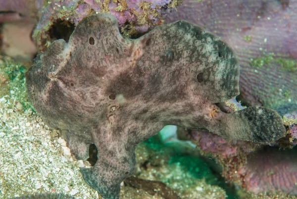 Giant frogfish in Ambon, Maluku, Indonesia underwater photo — Stock Photo, Image