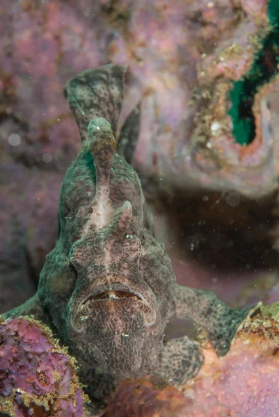 Giant frogfish in Ambon, Maluku, Indonesia underwater photo — Stock Photo, Image