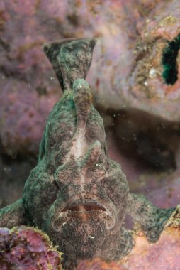 Ambon, Maluku, Endonezya sualtı fotoğraf içinde dev frogfish