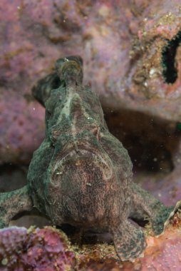 Ambon, Maluku, Endonezya sualtı fotoğraf içinde dev frogfish