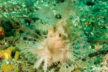 Yosunlu scorpionfish Ambon, Maluku, Endonezya sualtı fotoğraf