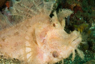 Yosunlu scorpionfish Ambon, Maluku, Endonezya sualtı fotoğraf