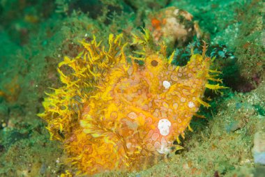 Yosunlu scorpionfish Ambon, Maluku, Endonezya sualtı fotoğraf