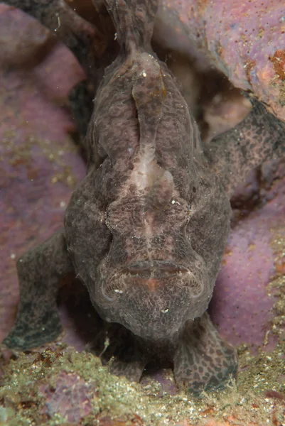 Giant frogfish in Ambon, Maluku, Indonesia underwater photo — Stock Photo, Image