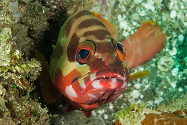 Cernia di Ambon, Maluku, Indonesia foto subacquee — Foto Stock