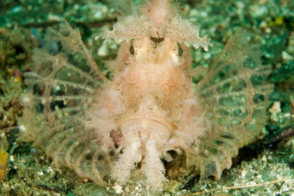 Unkraut-Skorpionfisch in ambon, maluku, Indonesien Unterwasser-Foto — Stockfoto