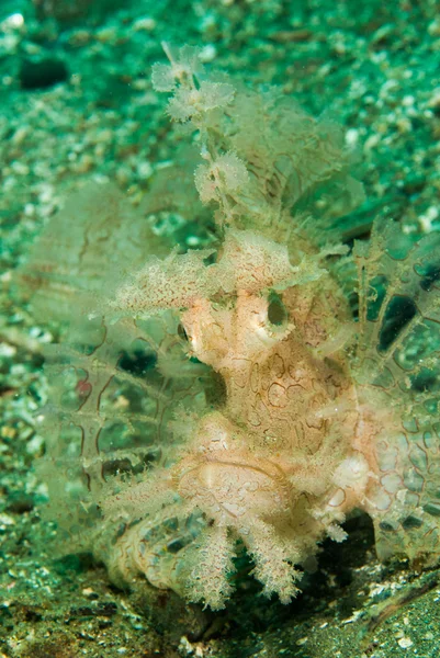 Weedy scorpionfish in Ambon, Maluku, Indonesia underwater photo — Stock Photo, Image