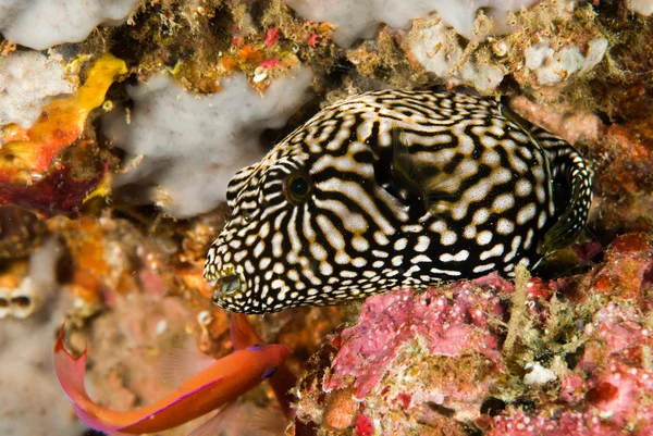 Mappa pufferfish a Ambon, Maluku, Indonesia foto subacquea — Foto Stock