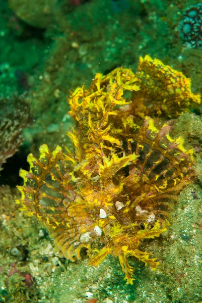 Zaplevelený amboinensis Ambon, Moluky, Indonésie podvodní fotografie — Stock fotografie