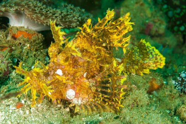 Pesce scorfano a Ambon, Maluku, Indonesia foto subacquee — Foto Stock