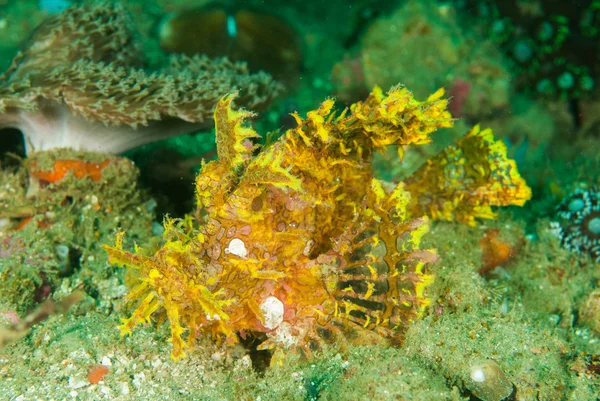 Escorpión Weedy en Ambon, Maluku, Indonesia foto submarina — Foto de Stock