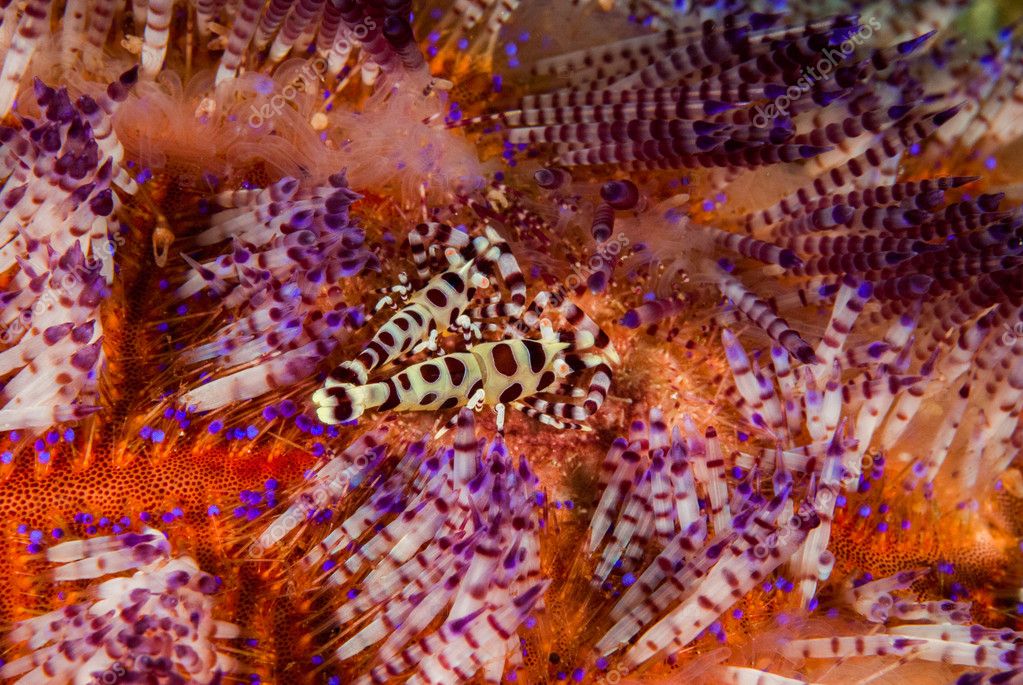 Download 98 Koleksi Gambar Flora Maluku Paling Baru Gratis