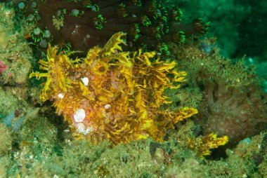 Yosunlu scorpionfish Ambon, Maluku, Endonezya sualtı fotoğraf