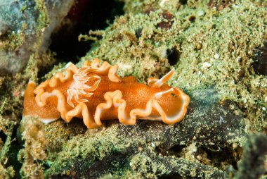 Girdled Dorid omurgasızını Ambon, Maluku, Endonezya sualtı fotoğraf içinde