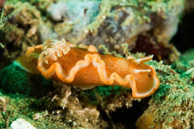 Girdled Dorid omurgasızını Ambon, Maluku, Endonezya sualtı fotoğraf içinde