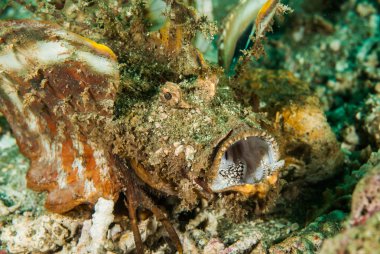 Dikenli devilfish scorpionfish Ambon, Maluku, Endonezya sualtı fotoğraf içinde