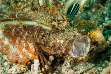 Dikenli devilfish scorpionfish Ambon, Maluku, Endonezya sualtı fotoğraf içinde