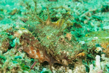 Dikenli devilfish scorpionfish Ambon, Maluku, Endonezya sualtı fotoğraf içinde