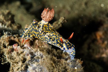 Omurgasızını Ambon, Maluku, Endonezya sualtı fotoğraf içinde
