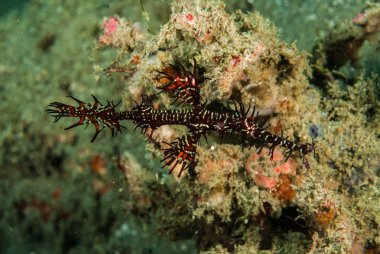 Süslü hayalet pipefish Ambon, Maluku, Endonezya sualtı fotoğraf içinde