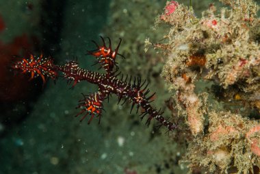 Süslü hayalet pipefish Ambon, Maluku, Endonezya sualtı fotoğraf içinde