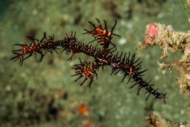 Süslü hayalet pipefish Ambon, Maluku, Endonezya sualtı fotoğraf içinde