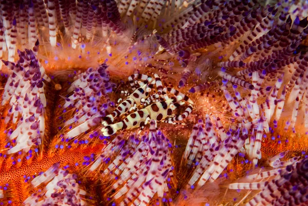 Coleman shrimp, fire sea urchin in Ambon, Maluku, Indonesia underwater photo — Stock Photo, Image