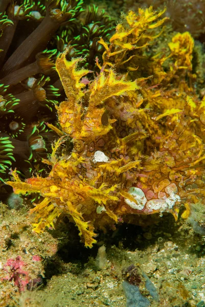 Escorpión Weedy en Ambon, Maluku, Indonesia foto submarina — Foto de Stock