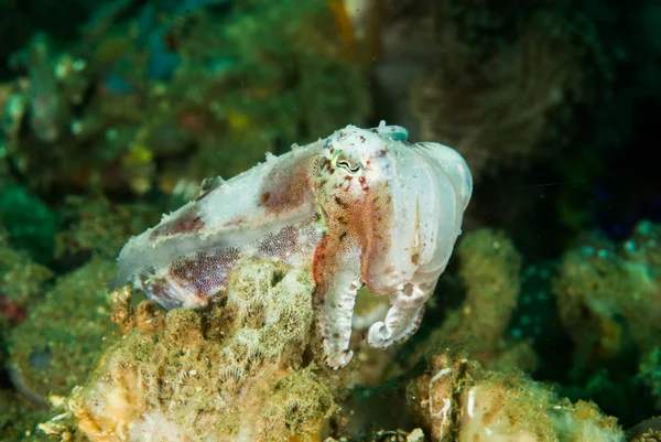 Broadclub-Tintenfische in ambon, maluku, indonesien unterwasserfoto — Stockfoto