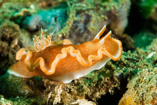 Dorid girdled nudibranch in Ambon, Maluku, Indonesia underwater photo — Stock Photo, Image