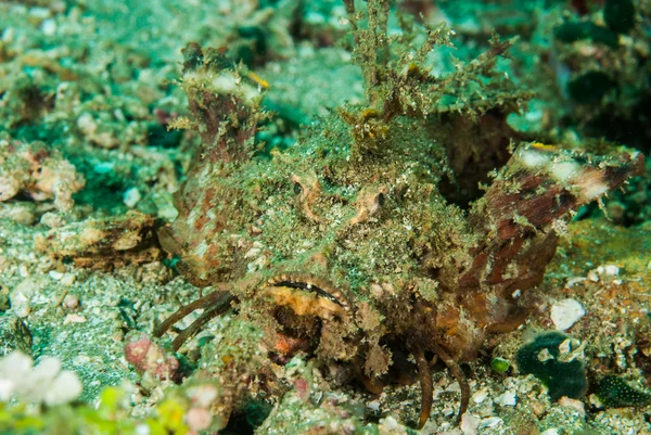 Méduse épineuse scorpionfish à Ambon, Maluku, Indonésie photo sous-marine — Photo