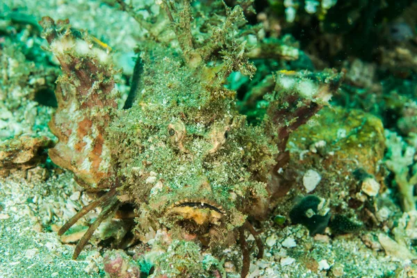 Espinhoso devilfish scorpionfish em Ambon, Maluku, Indonésia foto subaquática — Fotografia de Stock