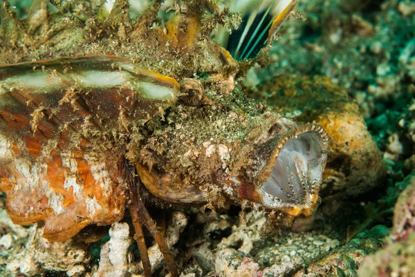 多刺的章鱼蚰鱼在安汶，印度尼西亚马鲁古群岛的水下照片 — 图库照片