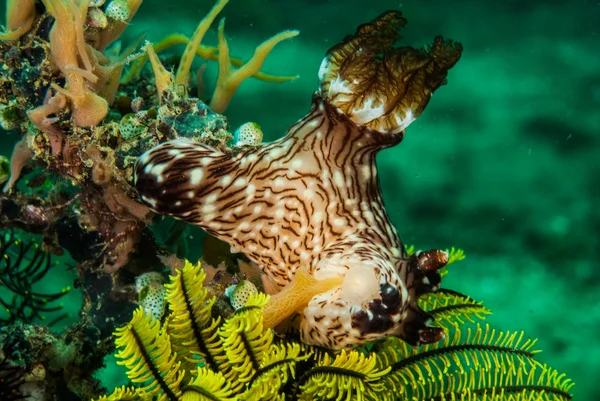 Nudibranch în Ambon, Maluku, Indonezia fotografie subacvatică — Fotografie, imagine de stoc